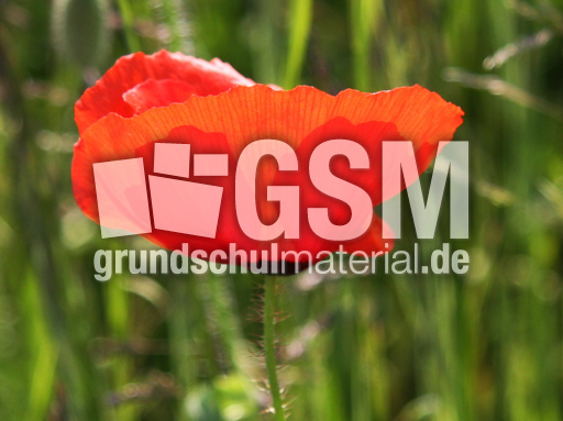Klatschmohn-27.jpg
